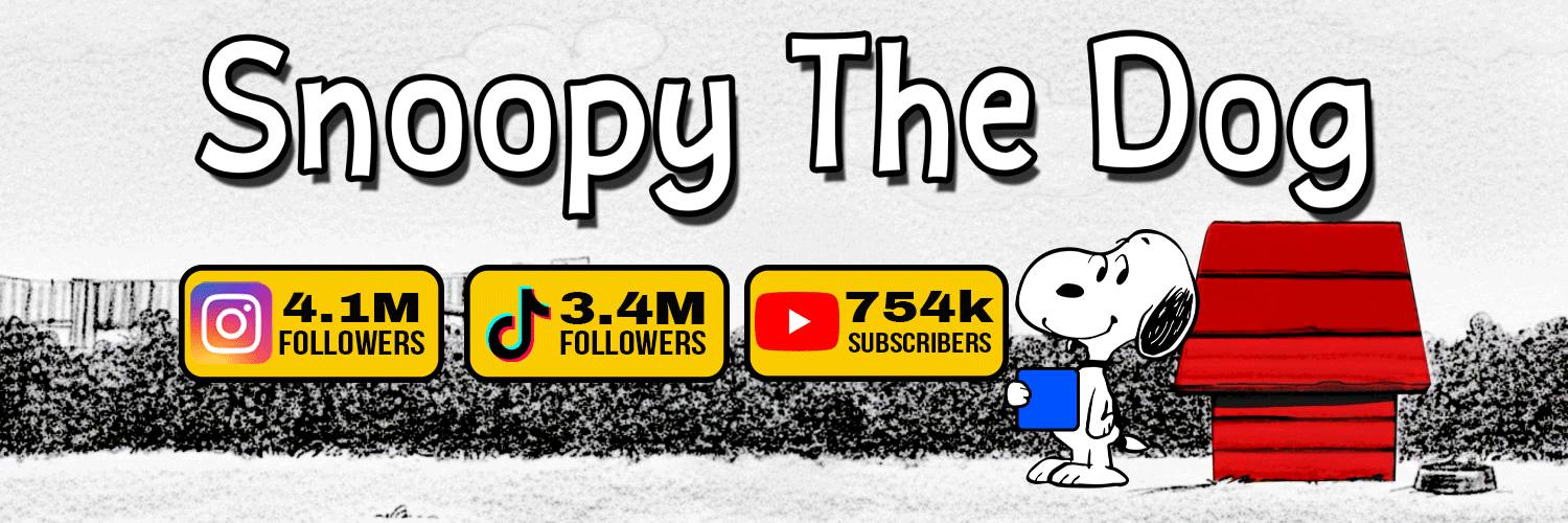 A black and white dog wearing a red collar